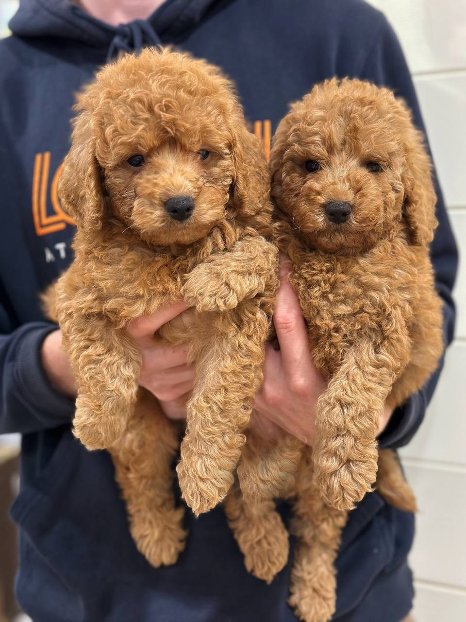 Щенки. Заводчик Labradoodle в Санкт-Петербурге — Костылева Ульяна