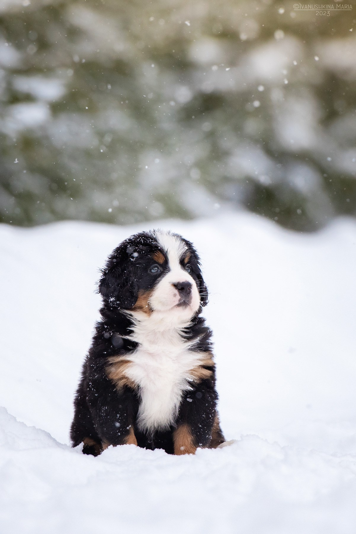 Фотосессия щенков на продажу. Фотограф собак в Москве и Московской области Иванушкина Мария
