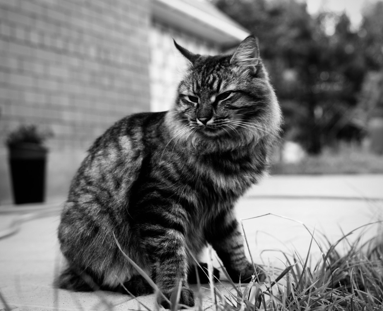 Коты и кошки. Фотографии домашних питомцев. Алекс Ком. Автомобильный фотограф и детский писатель из Москвы