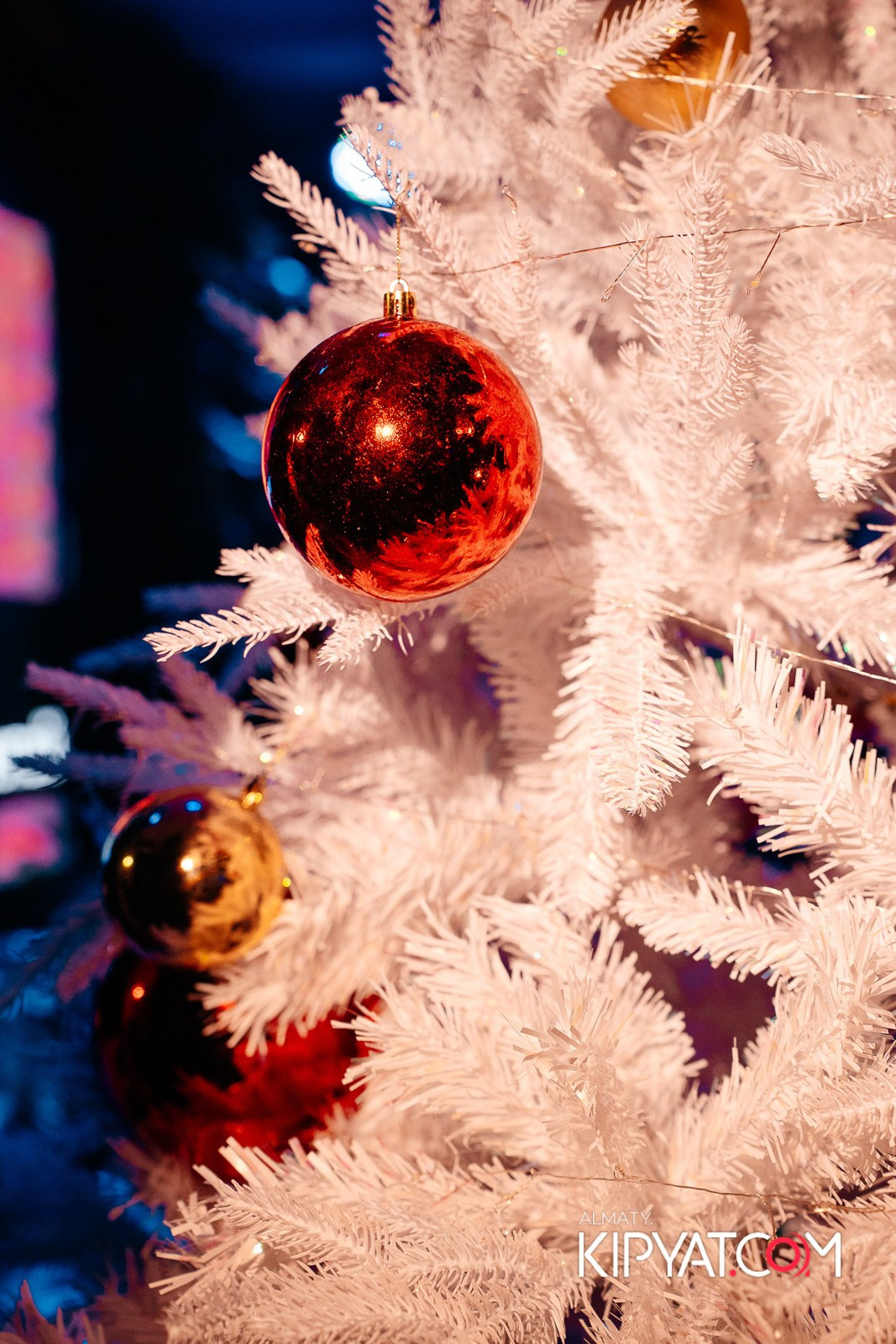 УХО И МЕДВЕДЬ НА КУРМАНГАЗЫ. КИПЯТКОМ АЛМАТЫ!