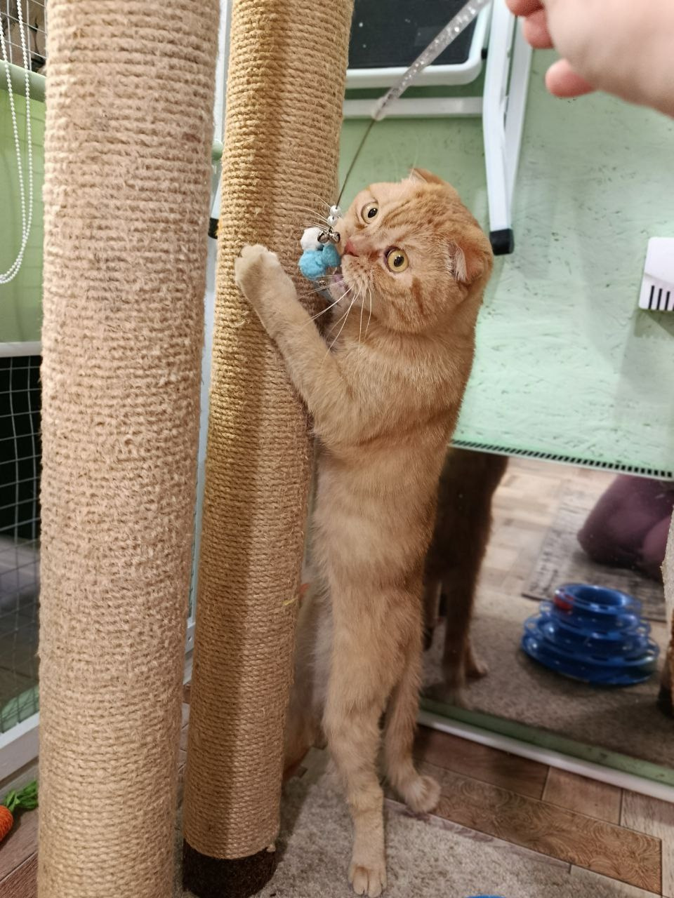 Гостиница для кошек Усики и хвостики, Красноярск