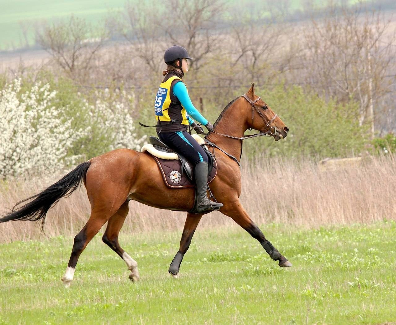 Seminar 5 July Evaluating gates in dressage. Liana Antanovich | Equestrian Strategies
