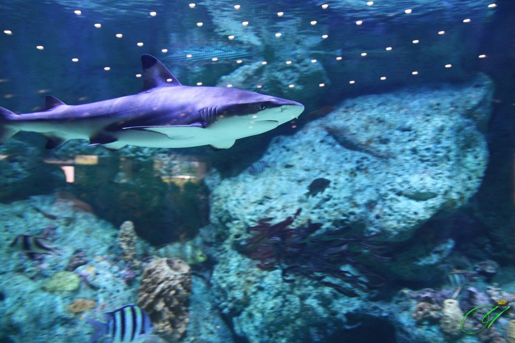 Тайланд. Пхукет 2013. Улица, люди, жизнь…