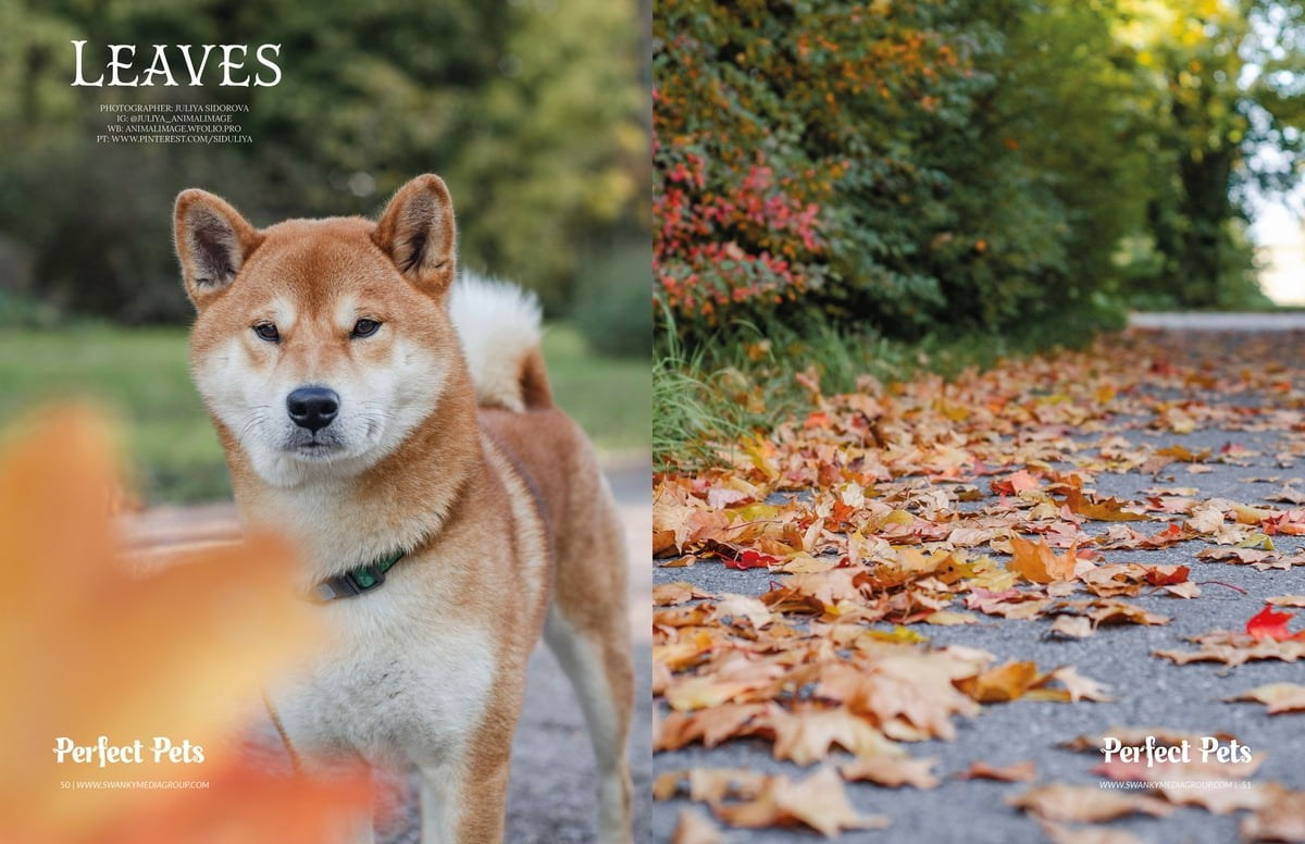 Публикации. Фотограф анималист