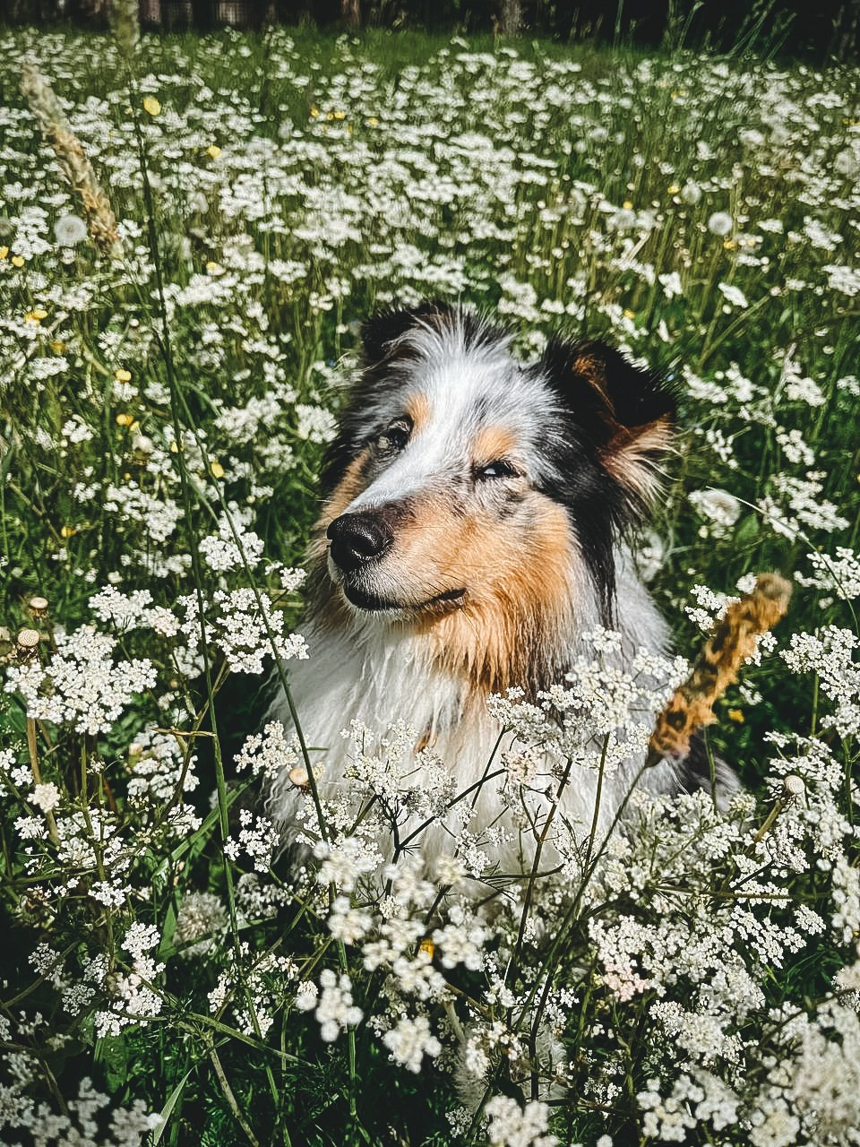 Ваши фотографии. Фотограф анималист Осипчикова Мария