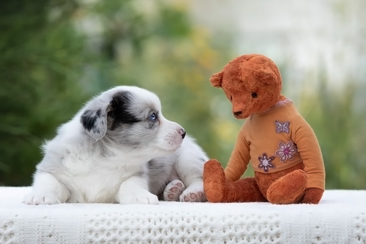 СЪЁМКА ЩЕНКОВ. Фотограф — анималист в Туле Юлия Лето