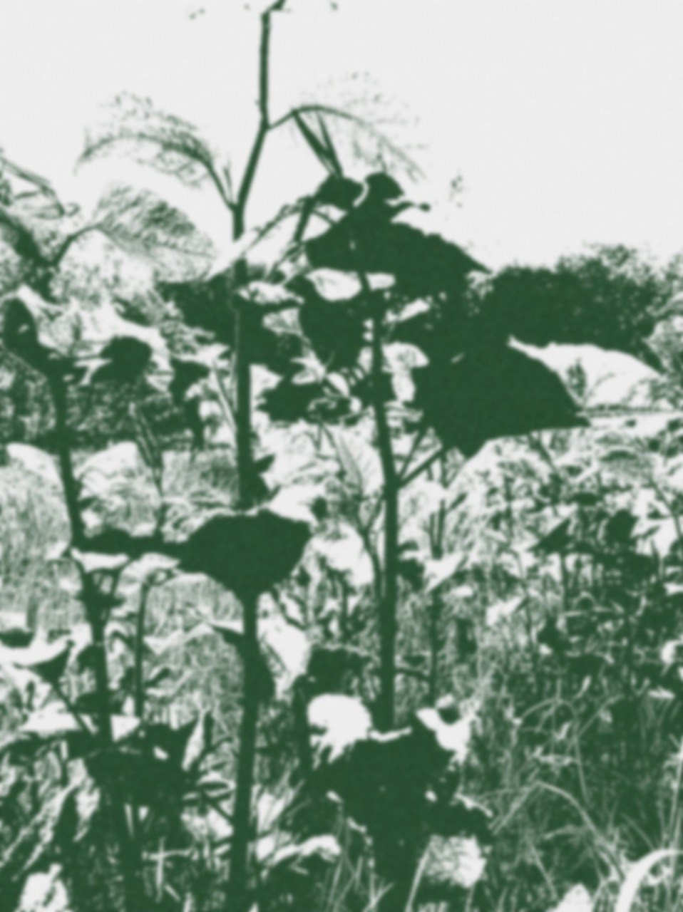 Мила Нишатова