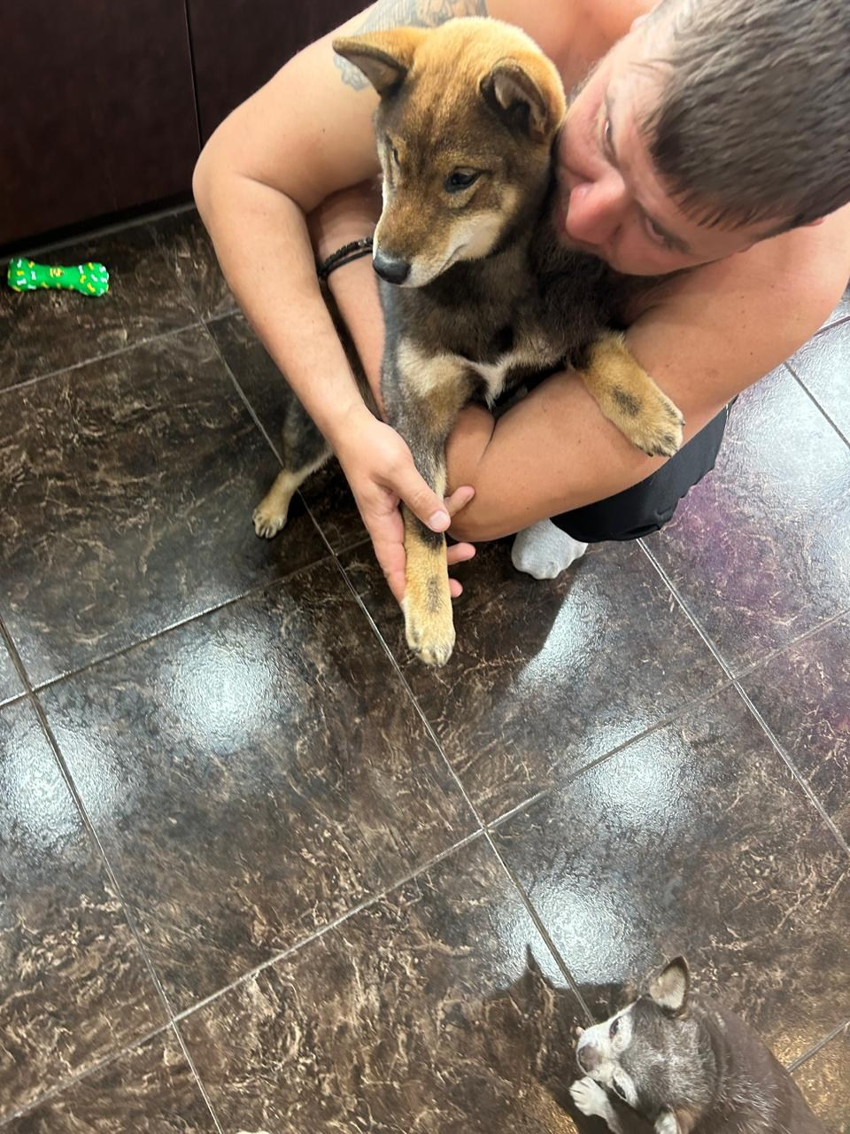 Шаман (сезам) * Шу_ Шаолинь Цукан. AMERICAN AKITA RUBYLIGHT KENNEL I SHIBA-INU