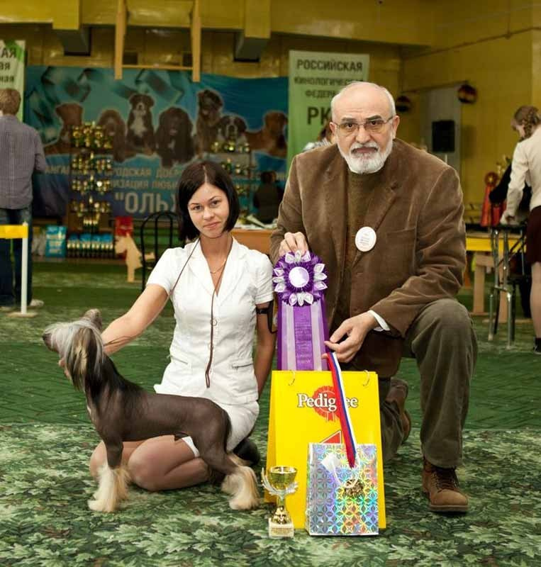 Нерону (Zlato Dinastii Neron) — 14 лет. Поздравляем тебя, наш знаменитый папа!. Питомник китайских хохлатых собак Poale Ell: купить щенка