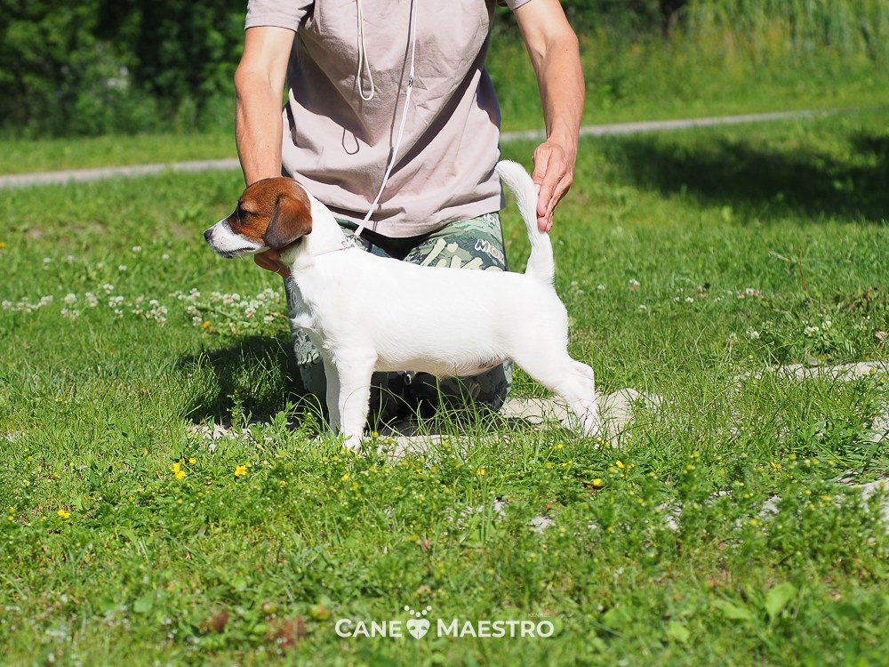 Щенок Джек-рассел-терьер. КМ ФЕЛИЧИТА. Гладкий тип шерсти. Девочка №2. КАНЕ МАЭСТРО — питомник Джек рассел терьеров