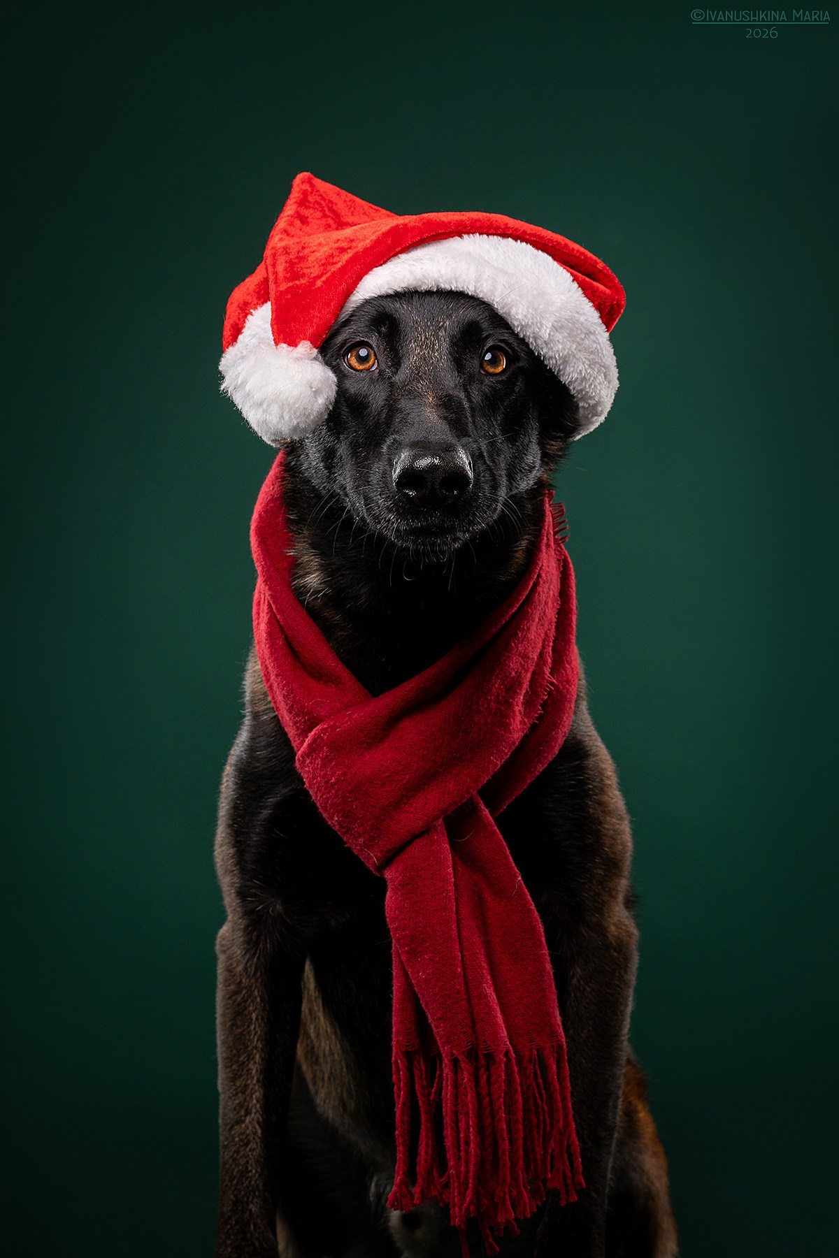 Фотосессия собаки в студии. Фотограф собак в Москве и Московской области Иванушкина Мария