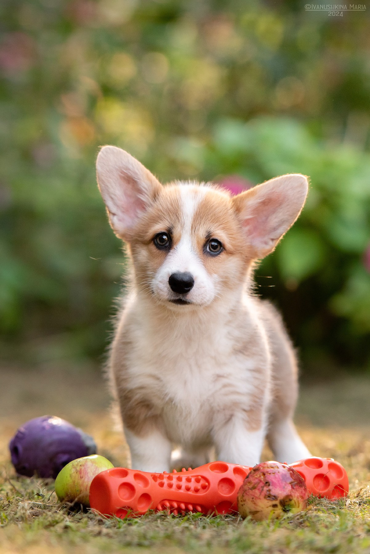 Фотосессия щенков на продажу. Фотограф собак в Москве и Московской области Иванушкина Мария
