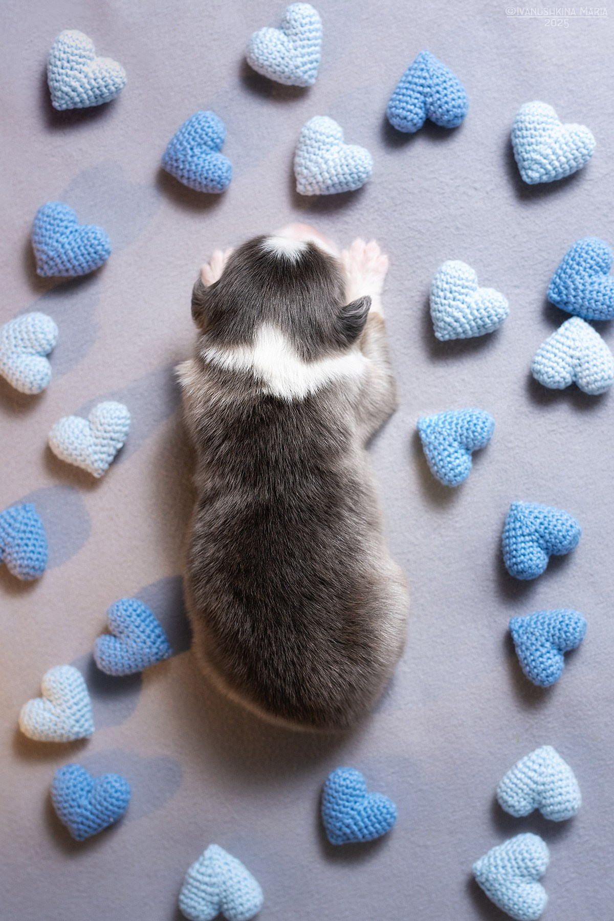 Ньюборн фотосессия щенков. Фотограф собак в Москве и Московской области Иванушкина Мария