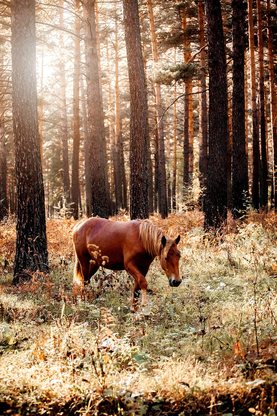 Осенний Горный Алтай '23. BrisArts