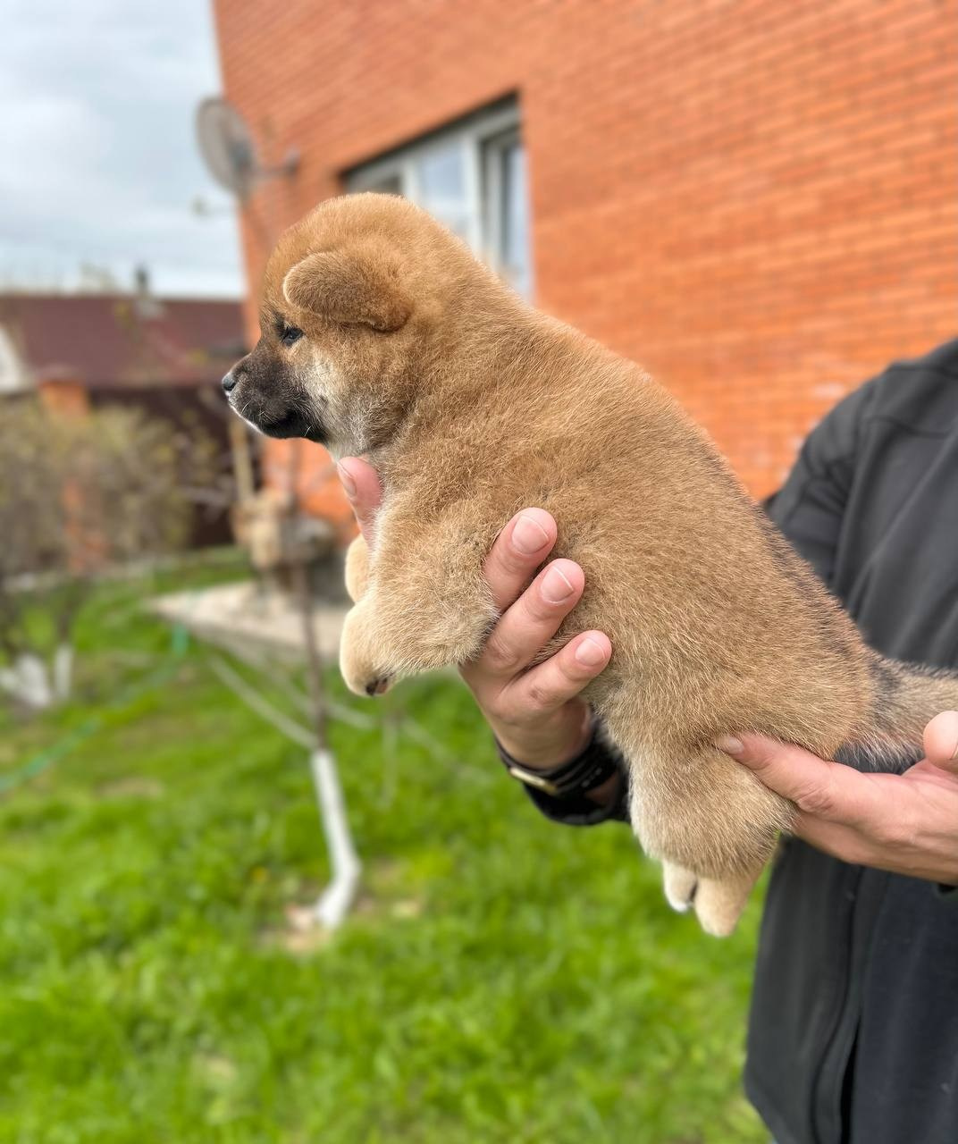 сиба питомник Рубилайт щенки на продажу rubylight  сиба щенки купить СПб Санкт-Петербург
