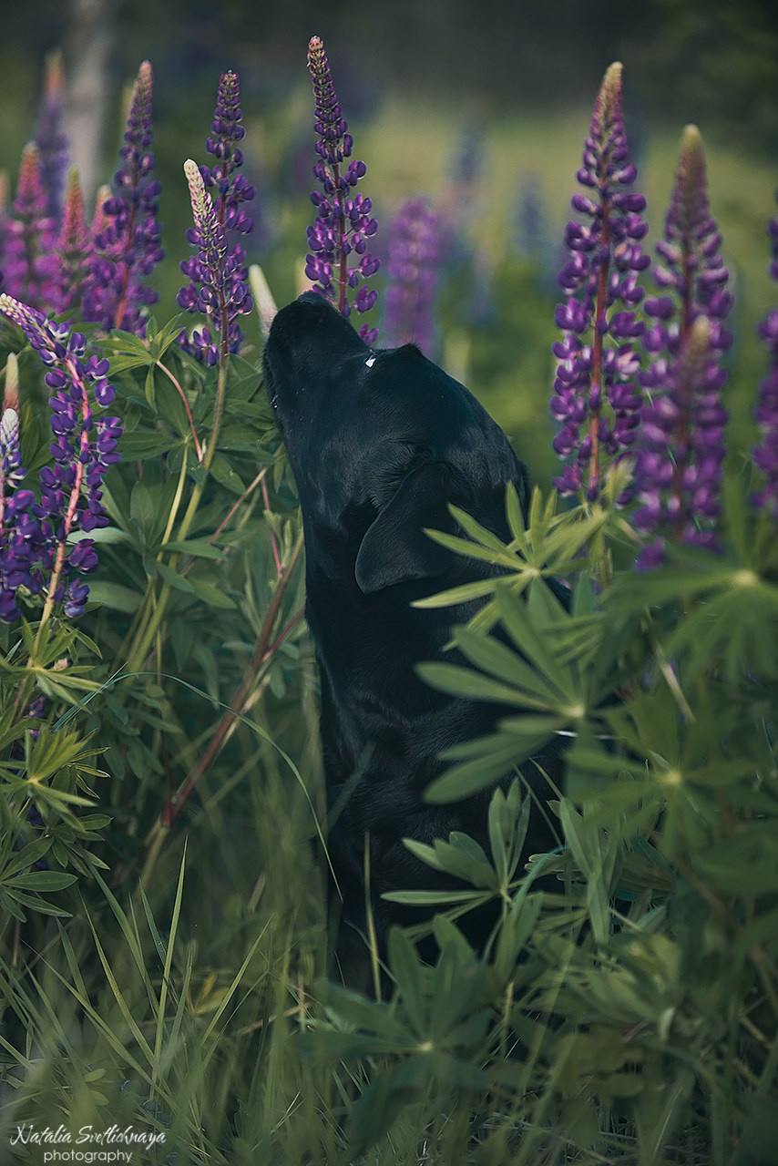 Лабрадоры в люпинах. Фотограф-анималист Наталья Светличная