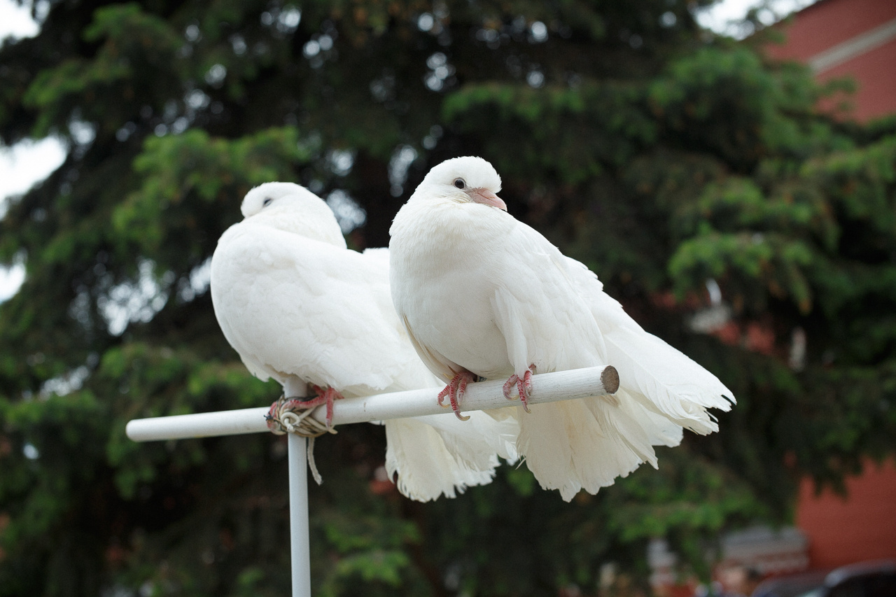 Свадьба Марата и Дарьи, г. Москва. Фотограф Андрей Лёвкин