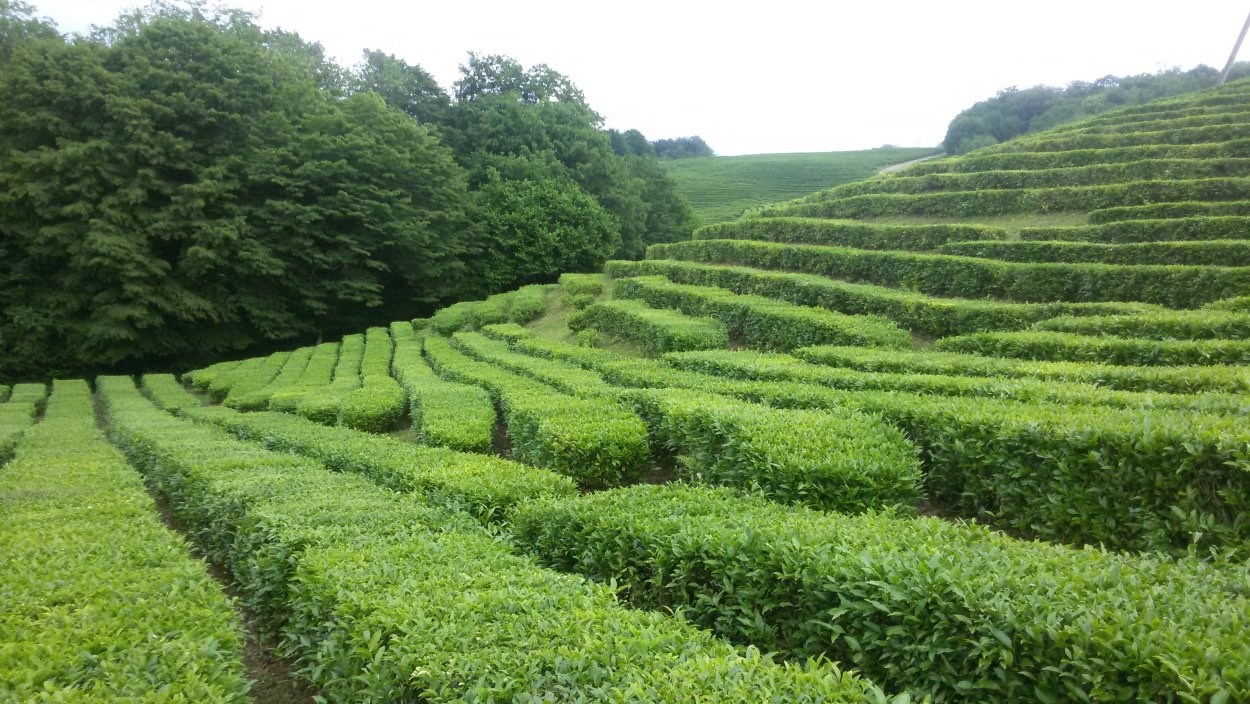 КРАСИВЫЕ МЕСТА В СОЧИ. Свадебный и семейный фотограф/видеограф в Краснодаре Наталья Осинская