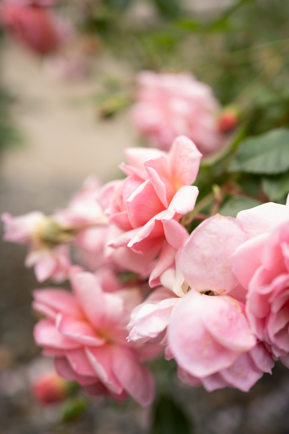 Калининград, 2021-2022. Семейный фотограф, фотосессия беременности в Новосибирске Кристина Киб