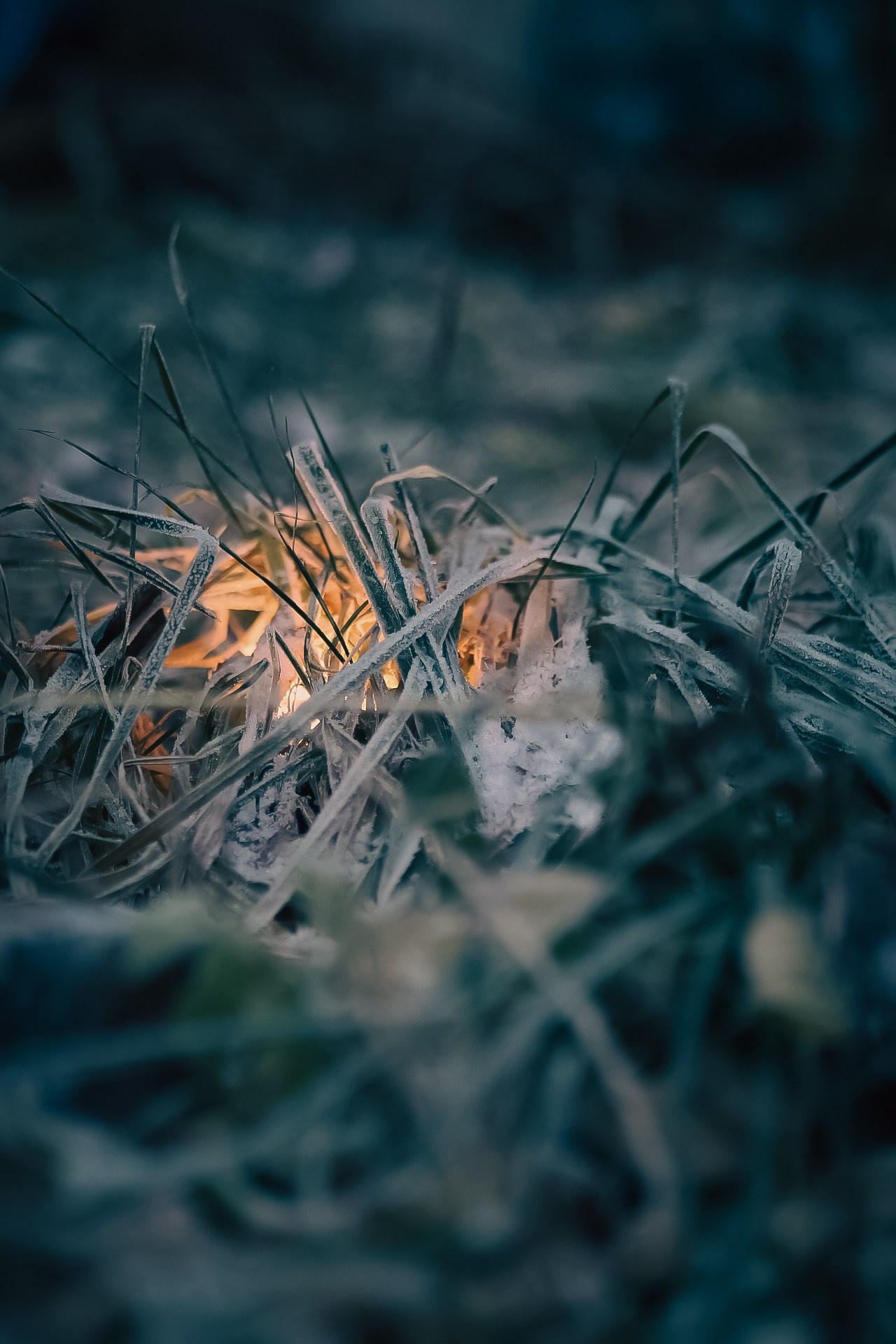 Иней. Dmitriy [KCCC] is a pretty cool photographer