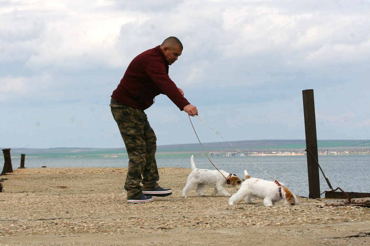 Lovely-Orange Coza Nostra. Lovely-Orange питомник джек рассел терьеров
