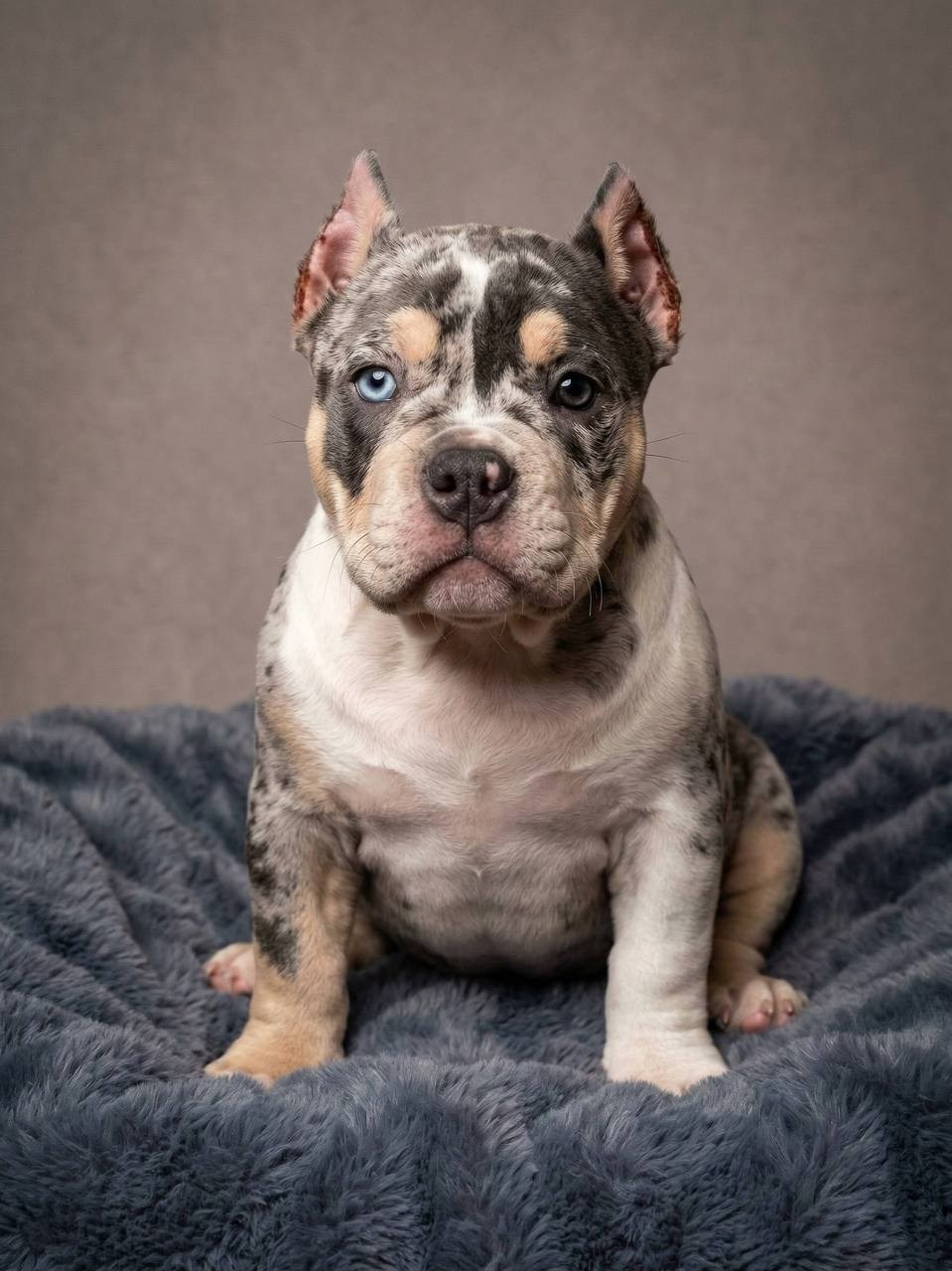 Свободные щенки Американский Булли, в типах покет, классик, стандарт. Американский Булли в г. Ростов-на-Дону. Питомник THE POWER OF SIBERIA