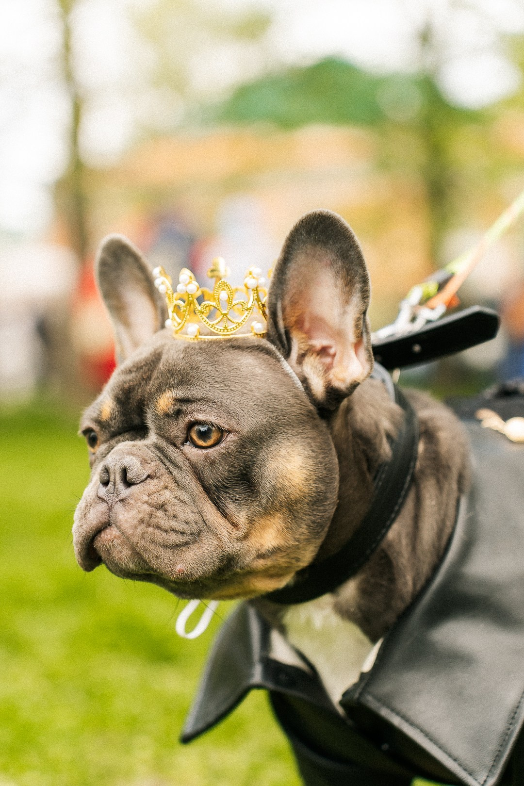 Парад Бульдогов. Axenov_eugene