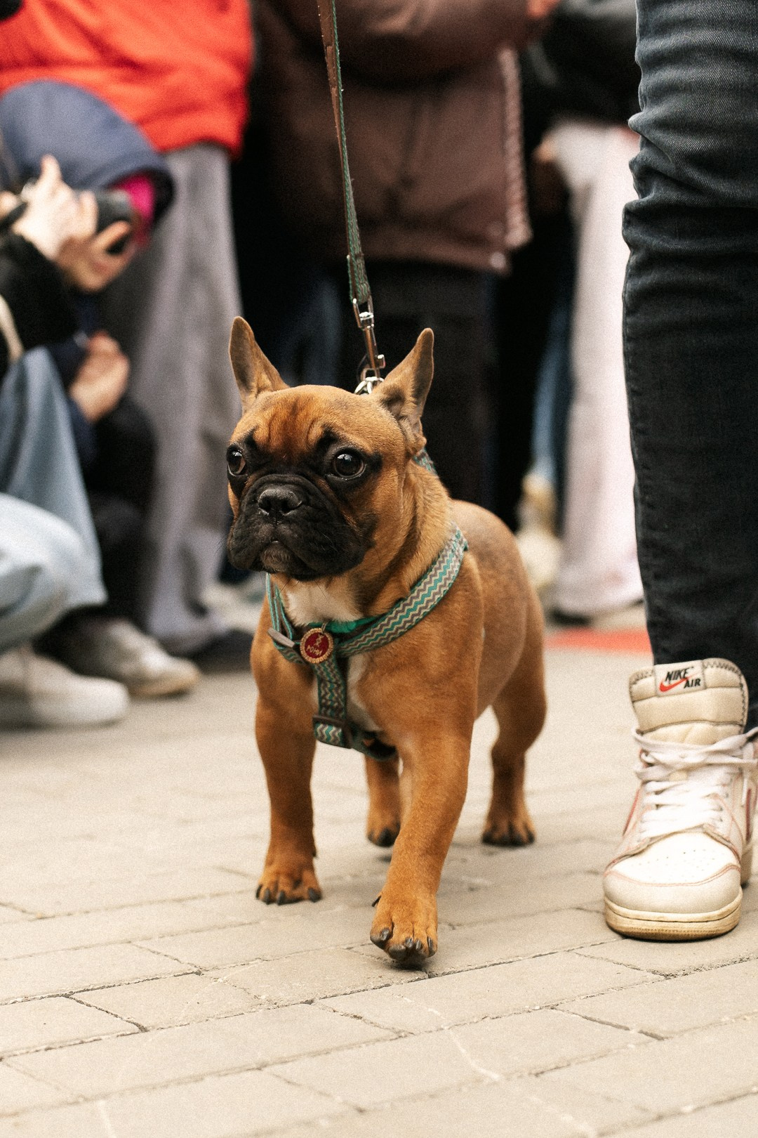 Парад Бульдогов. Axenov_eugene