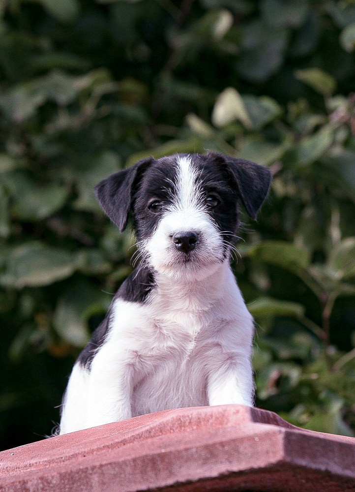 CANE MAESTRO ROLEX. CANE MAESTRO — kennel Jack Russell Terrier