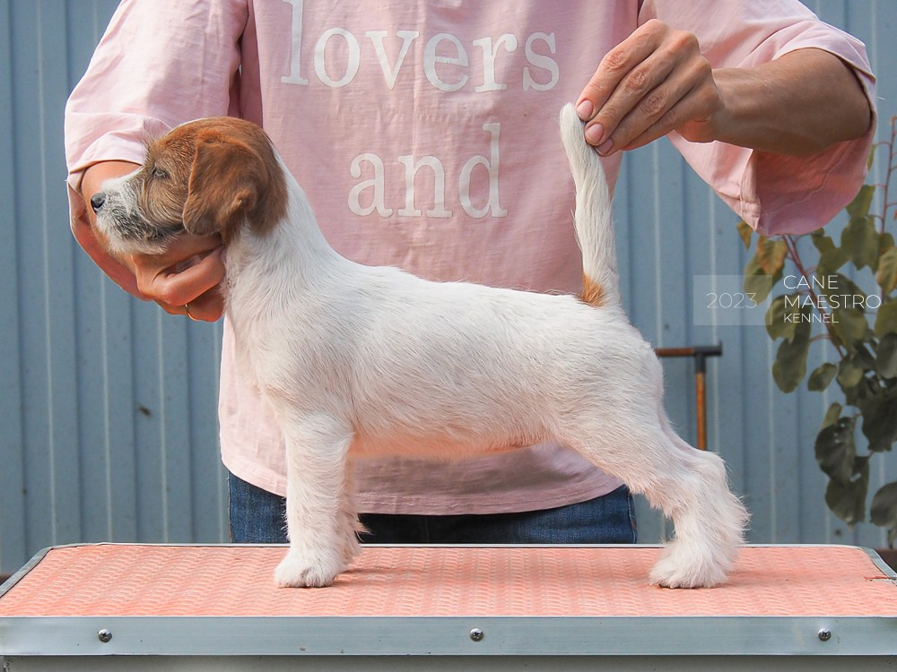CANE MAESTRO SAYONARA. CANE MAESTRO — kennel Jack Russell Terrier