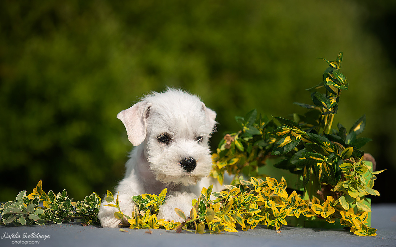 Цвергшнауцер (щенки). Фотограф-анималист Наталья Светличная