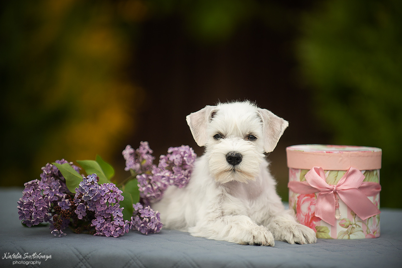 Цвергшнауцер (щенки). Фотограф-анималист Наталья Светличная