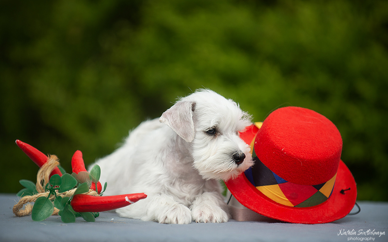 Цвергшнауцер (щенки). Фотограф-анималист Наталья Светличная