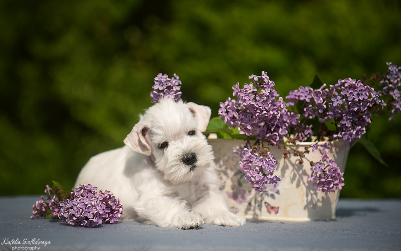 Цвергшнауцер (щенки). Фотограф-анималист Наталья Светличная