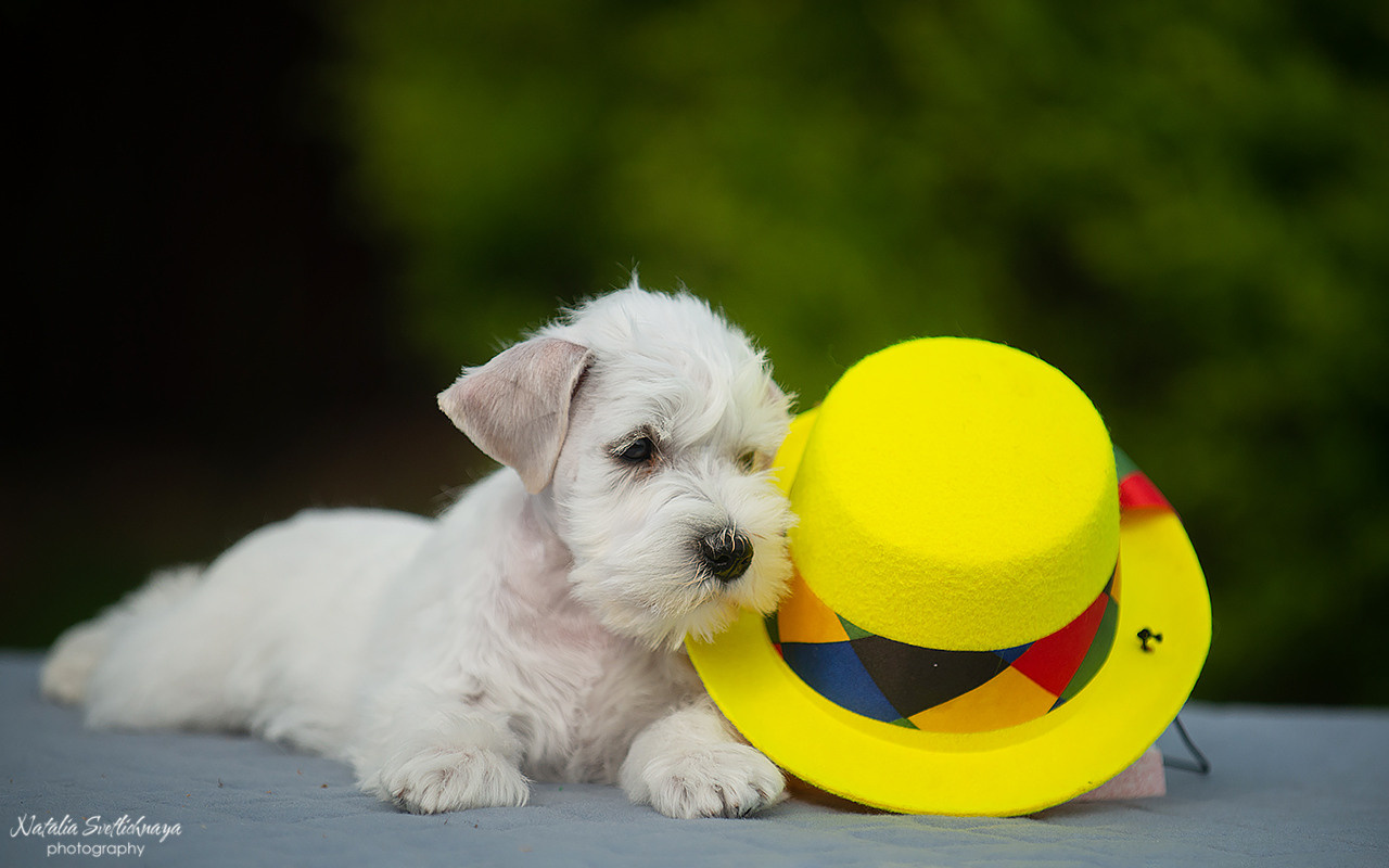 Цвергшнауцер (щенки). Фотограф-анималист Наталья Светличная