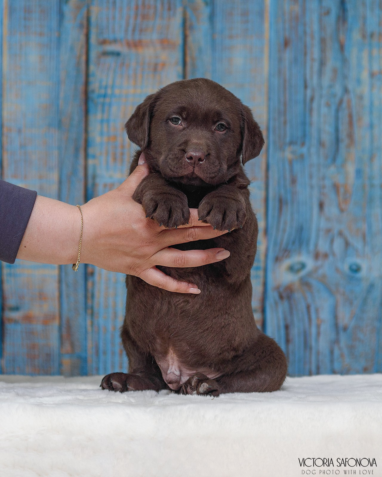 Лабродоры 15.05.2024. Фотограф анималист Благовещенск. Сафонова Виктория