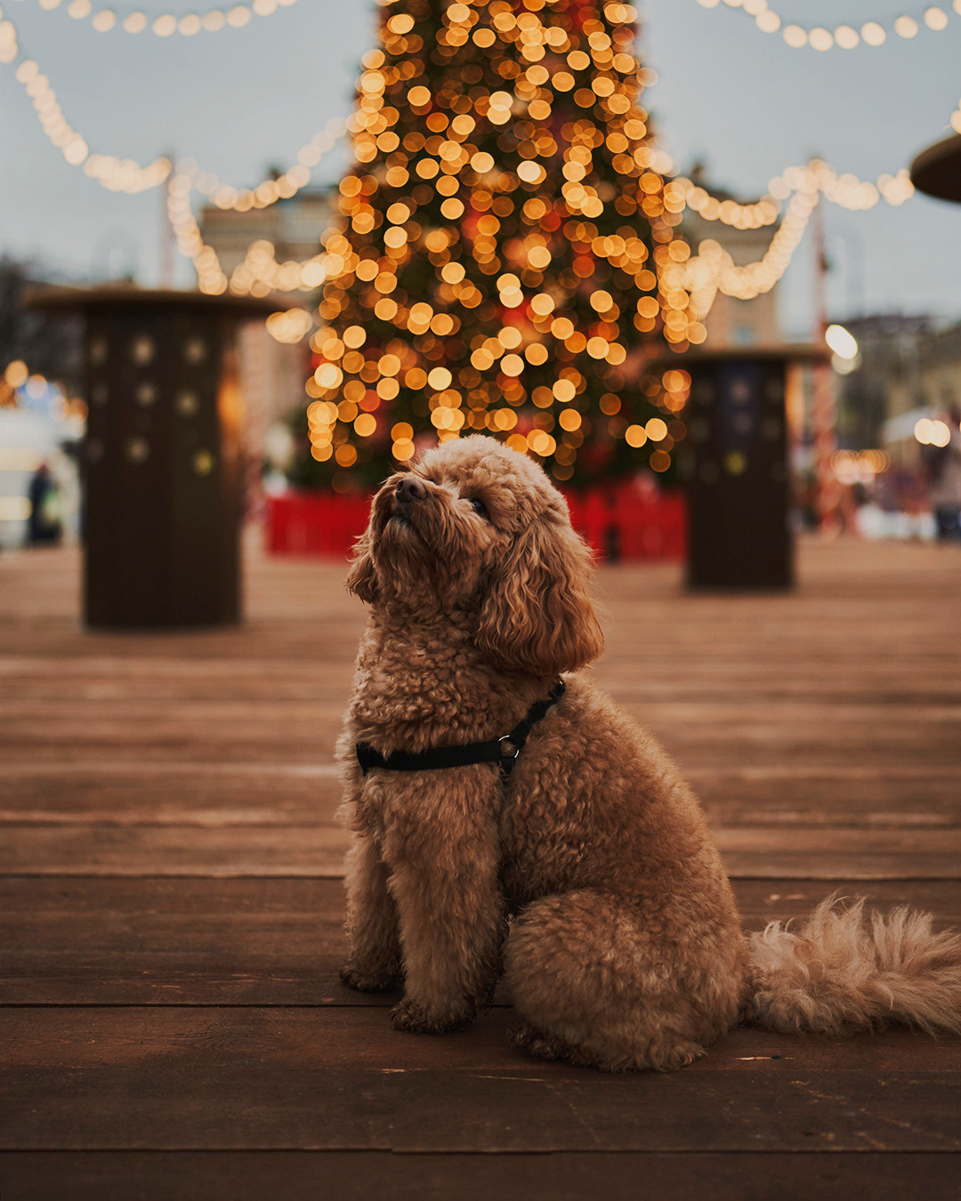 Новогодняя ярмарка. Лилия Павлова фотограф в Санкт-Петербурге Питер СПб Фотопрогулки Спб lilyincity