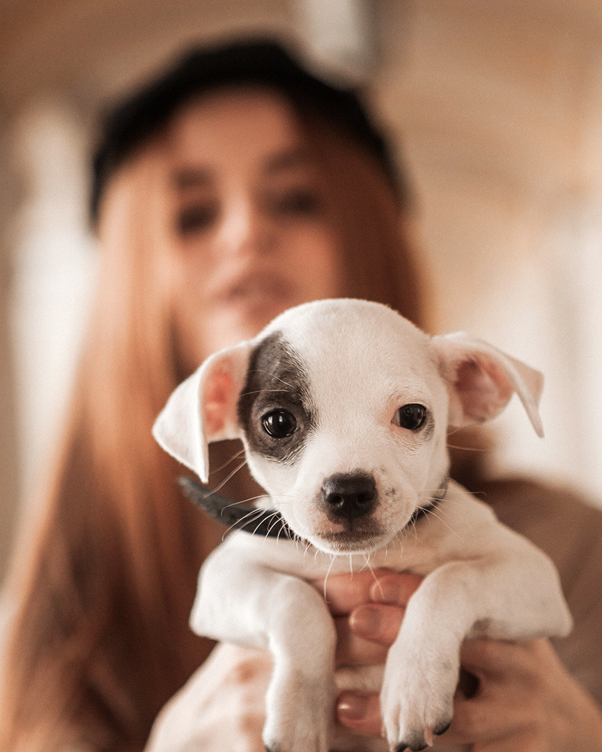 Питомцы. Лилия Павлова фотограф в Санкт-Петербурге Питер СПб Фотопрогулки Спб lilyincity
