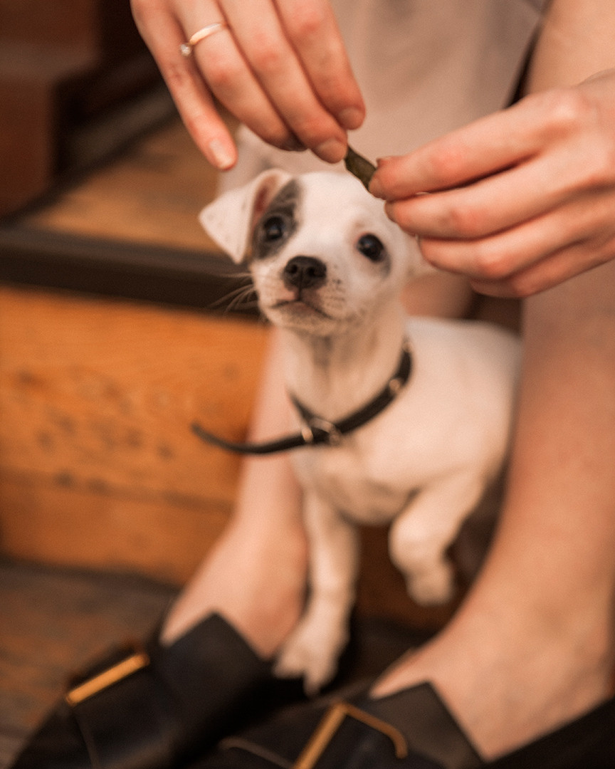Питомцы. Лилия Павлова фотограф в Санкт-Петербурге Питер СПб Фотопрогулки Спб lilyincity