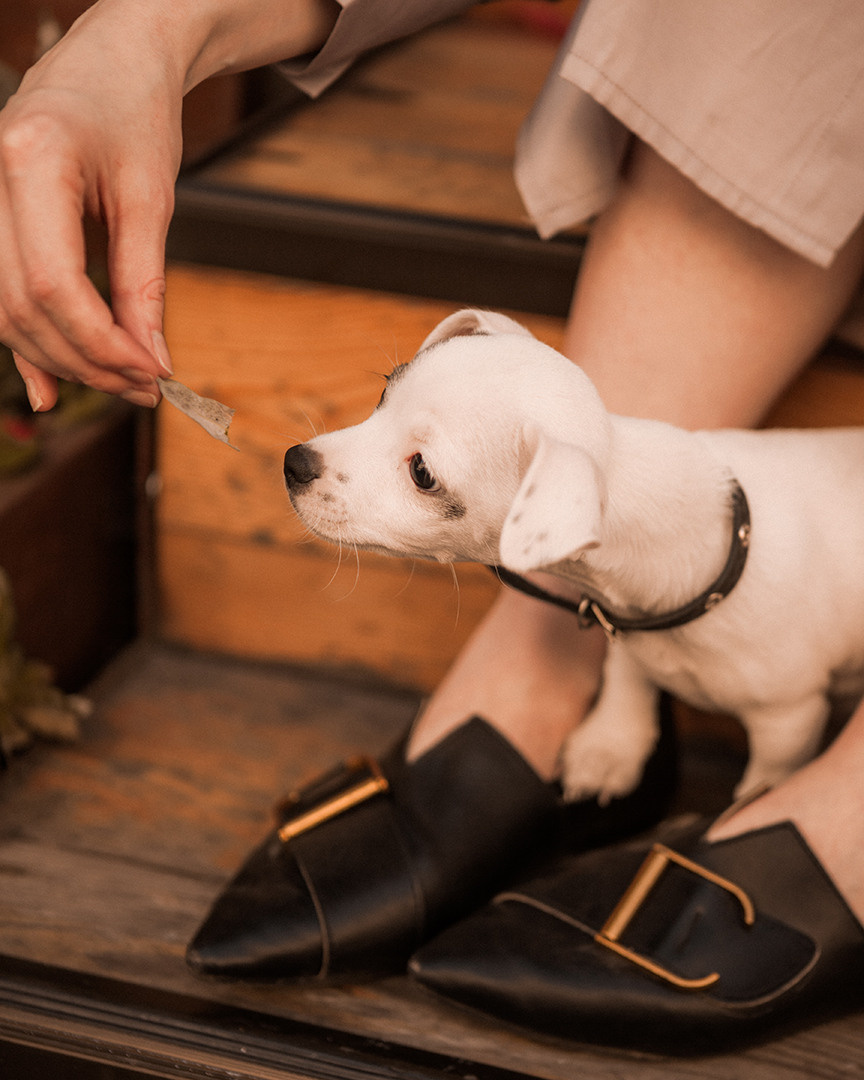 Питомцы. Лилия Павлова фотограф в Санкт-Петербурге Питер СПб Фотопрогулки Спб lilyincity