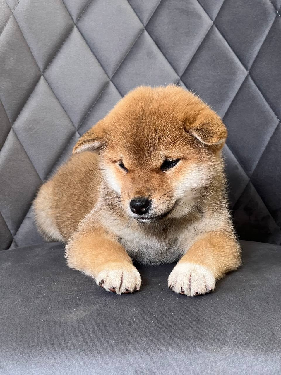 сиба питомник Рубилайт щенки на продажу rubylight  сиба щенки купить СПб Санкт-Петербург 