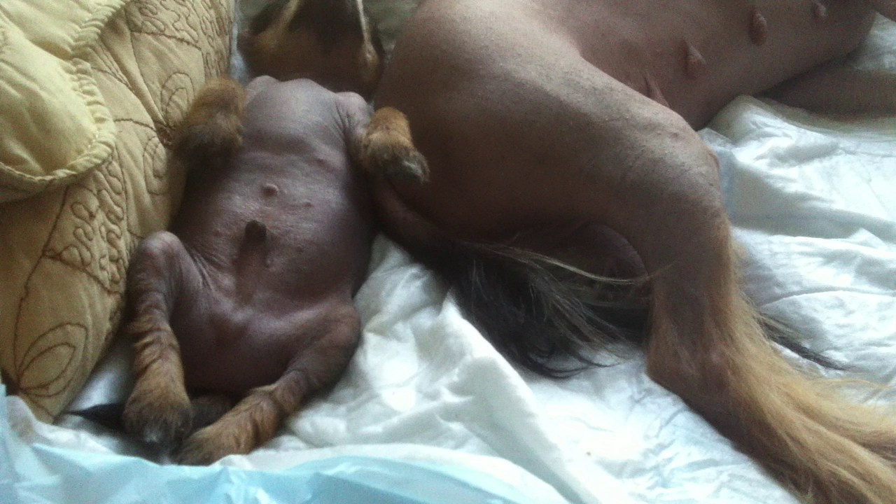 The first 9th of May is Adam’s Day. Poale Ell Chinese Crested Dog Kennel: Buy a puppy from the kennel