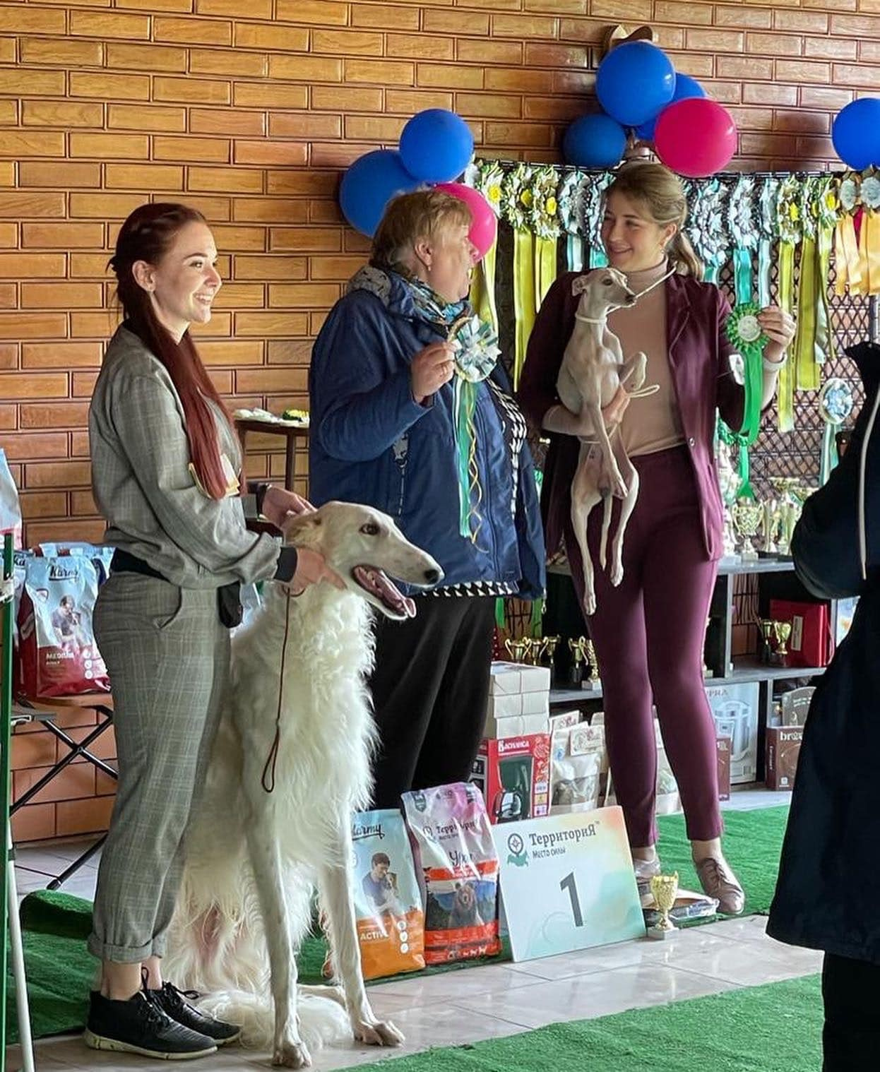 Asti Sapphire Tsezar Ruier Empire. Профессиональный питомник левреток РКФ/FCI ASTI SAPPHIRE 💎 Сочи|Санкт-Петербург