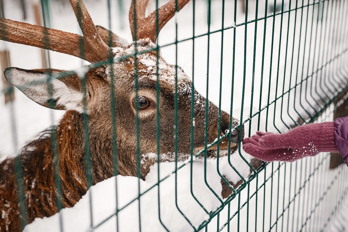 СЕМЬЯ. АЛЕКСАНДР ФОКС
