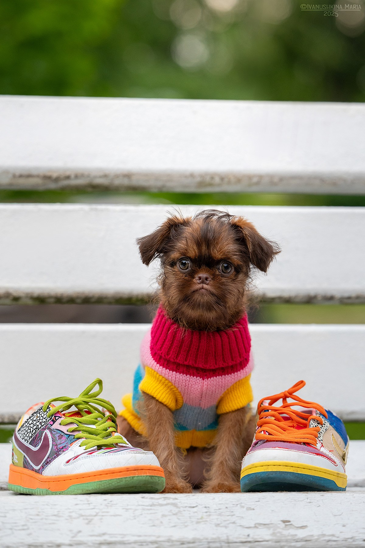 Фотосессия щенков на продажу. Фотограф собак в Москве и Московской области Иванушкина Мария