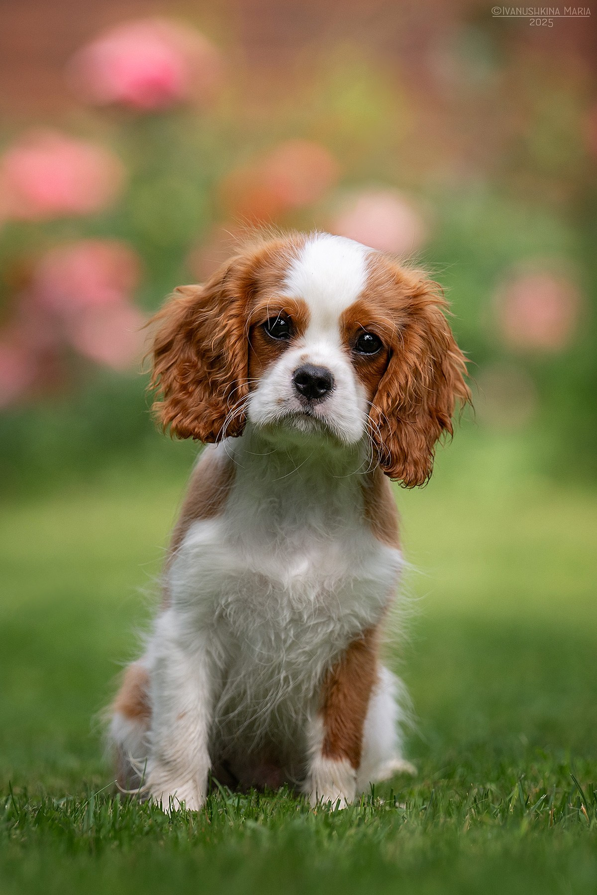Фотосессия щенков на продажу. Фотограф собак в Москве и Московской области Иванушкина Мария