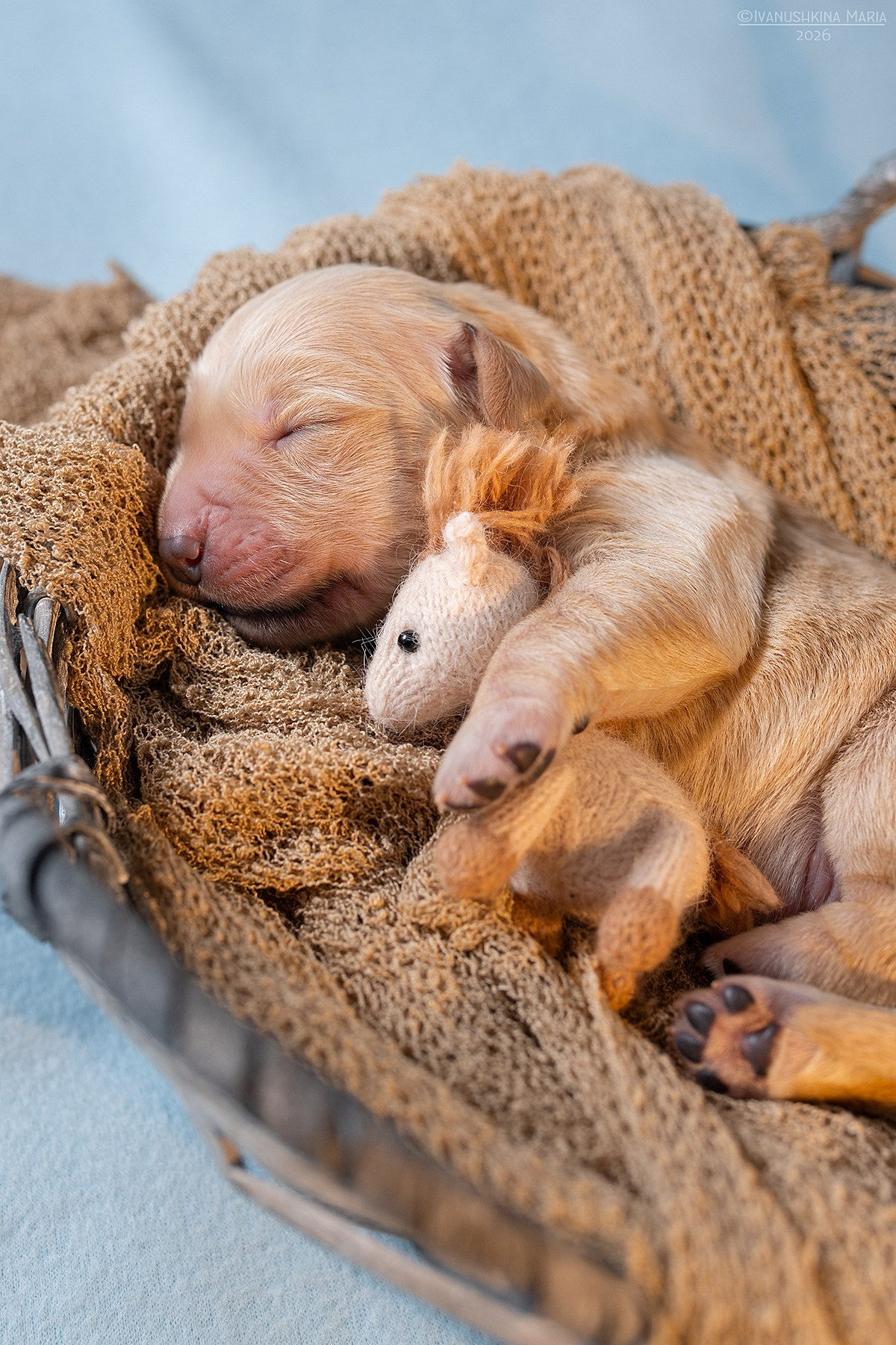 Ньюборн фотосессия щенков. Фотограф собак в Москве и Московской области Иванушкина Мария