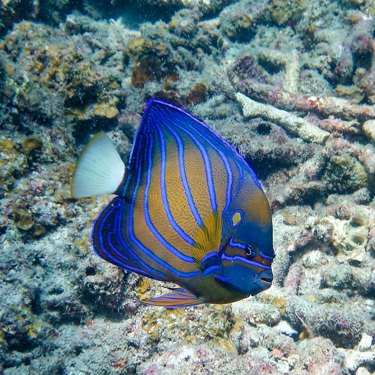 Мне посмотреть. Рыбов показываю