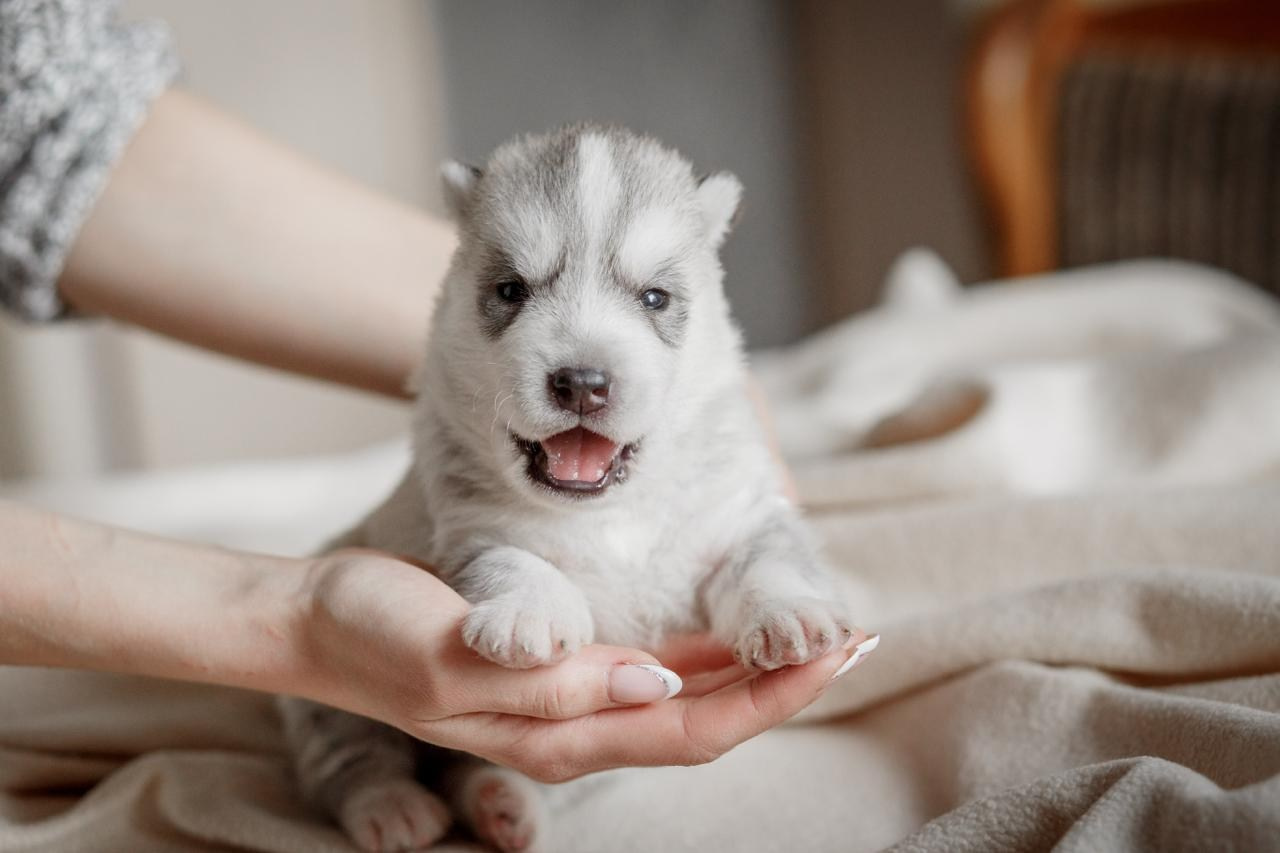 Фотограф-анималист. Семейный фотограф в Екатеринбурге