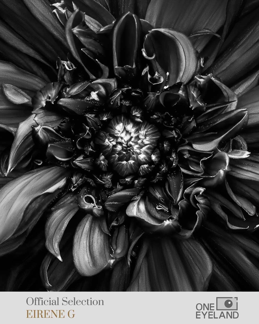 ONEEYELAND GALLERY. Eirene G |  Photoartist | Flowers from my garden